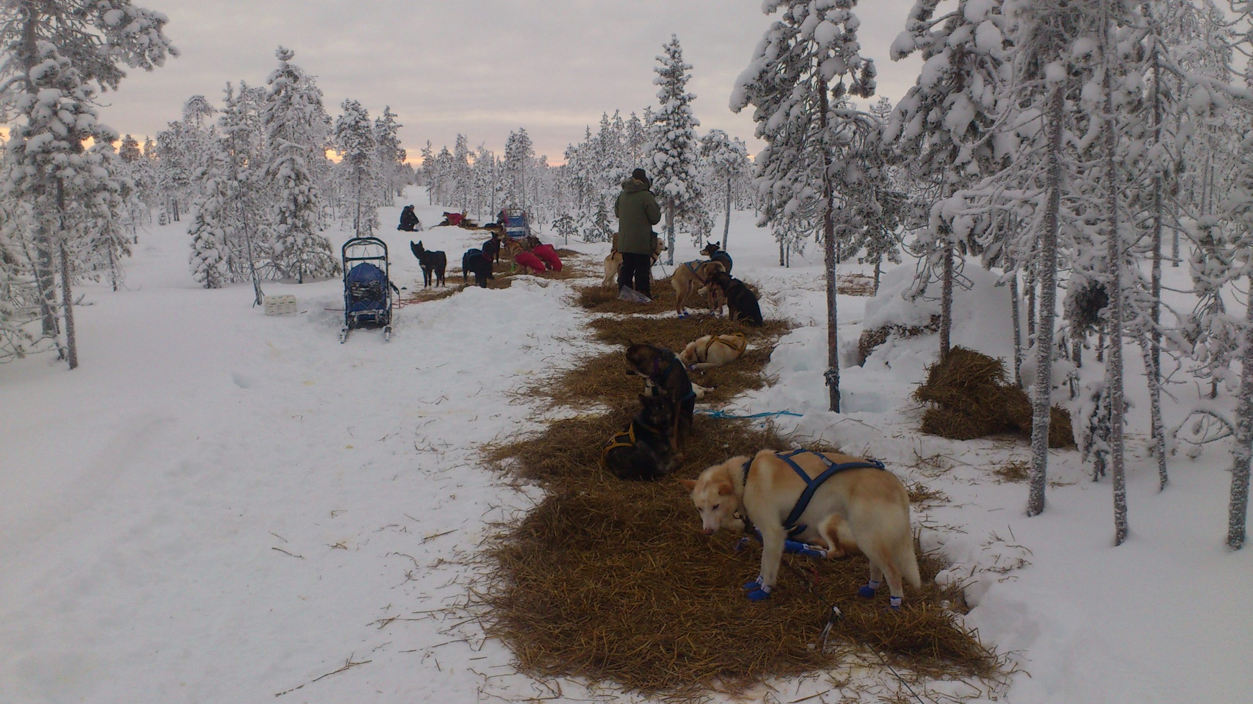 Best Dog Care Pris Axaeco