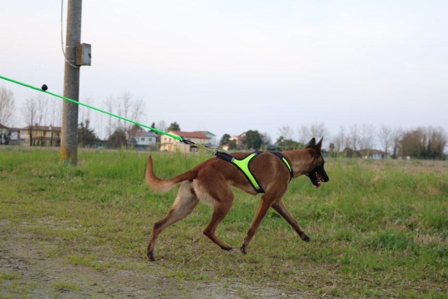 CaniX Line with Harness X Run