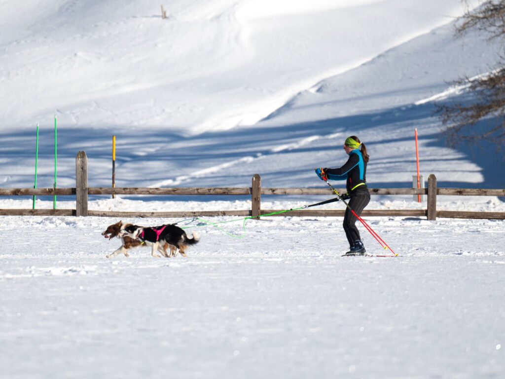 Ski joring con equipaggiamento Axaeco