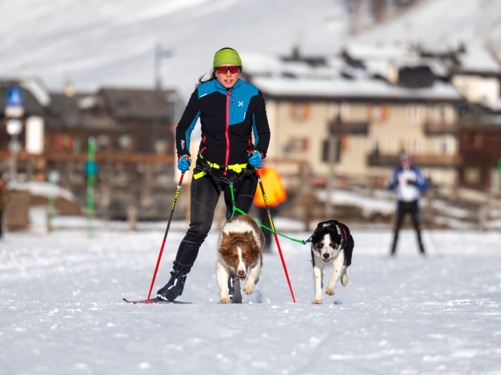 Ski joring with border collies