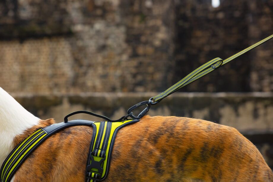 Grip Leash on dog with harness - Carabiner detail