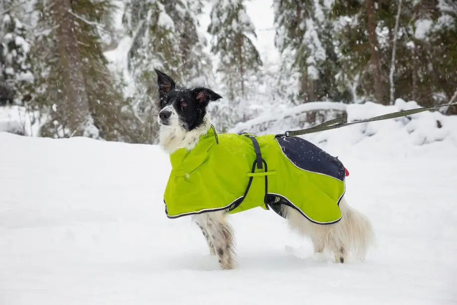 Anti-Rutsch Leine mit 4 Season Hundemantel im Schnee