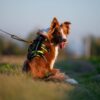 Grip Leash on dog with harness - 01