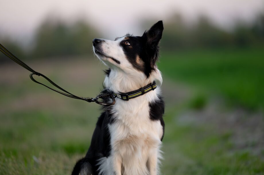 Hund mit Halsband und Anti-Rutsch Leine