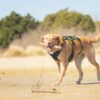 Hund som bär Sele 4 Season Broad Peak på stranden
