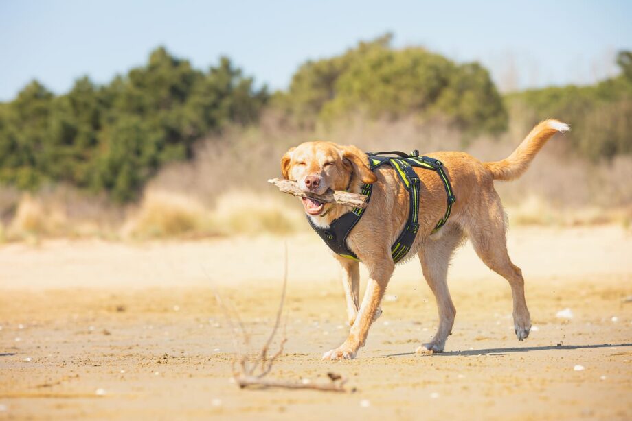 Hund trägt Geschirr 4 Season Broad Peak am Strand