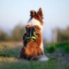 Pettorina 4 Season Broad Peak indossata dal cane dettaglio della schiena