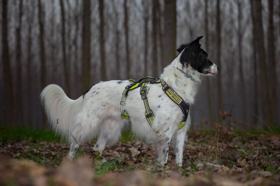 Harness 4 Season Broad Peak on dog with low light conditions