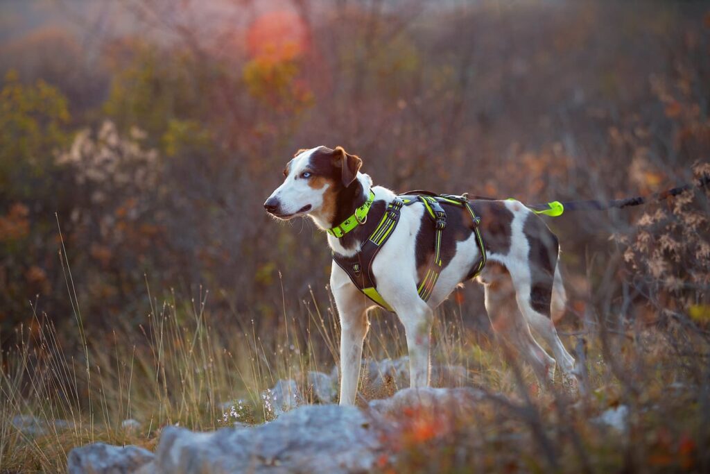 Pettorina Broad Peak con Giunzaglio da Jogging e Collare Sleddog