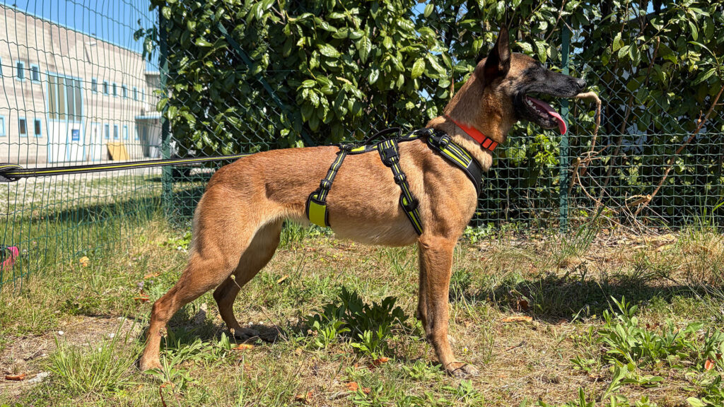 Pettorina Broad Peak - Esempio taglia S