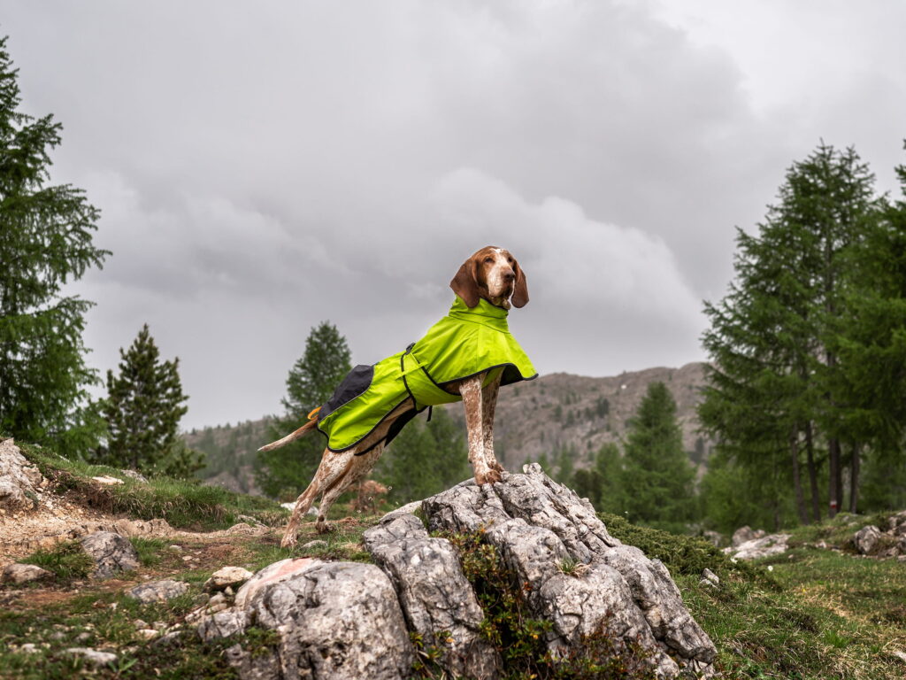 4 Season Hundtäcke pä hund