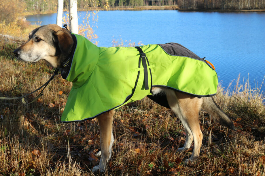 4 Season Dog Coat on dog - Side view 2