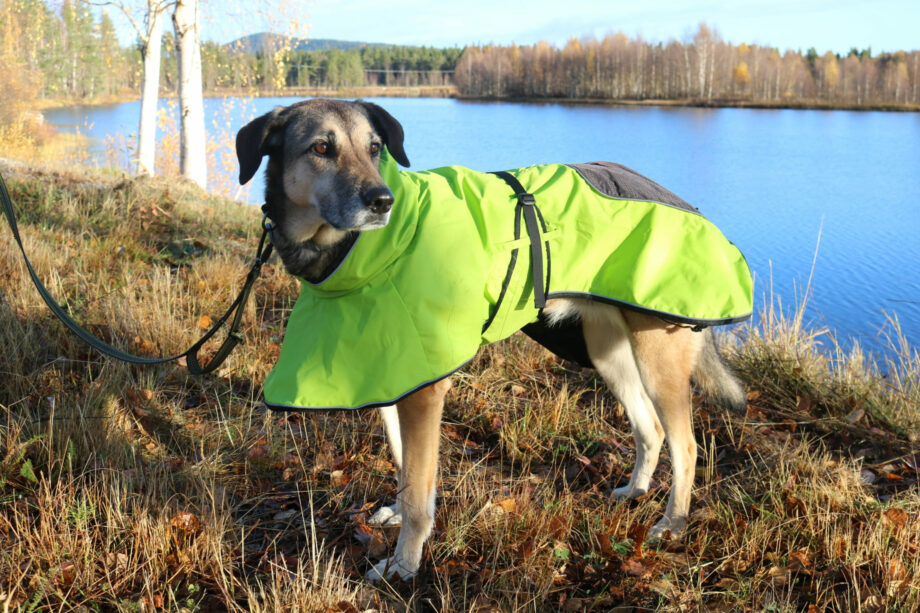 4 Season Dog Coat on dog - Side view 1
