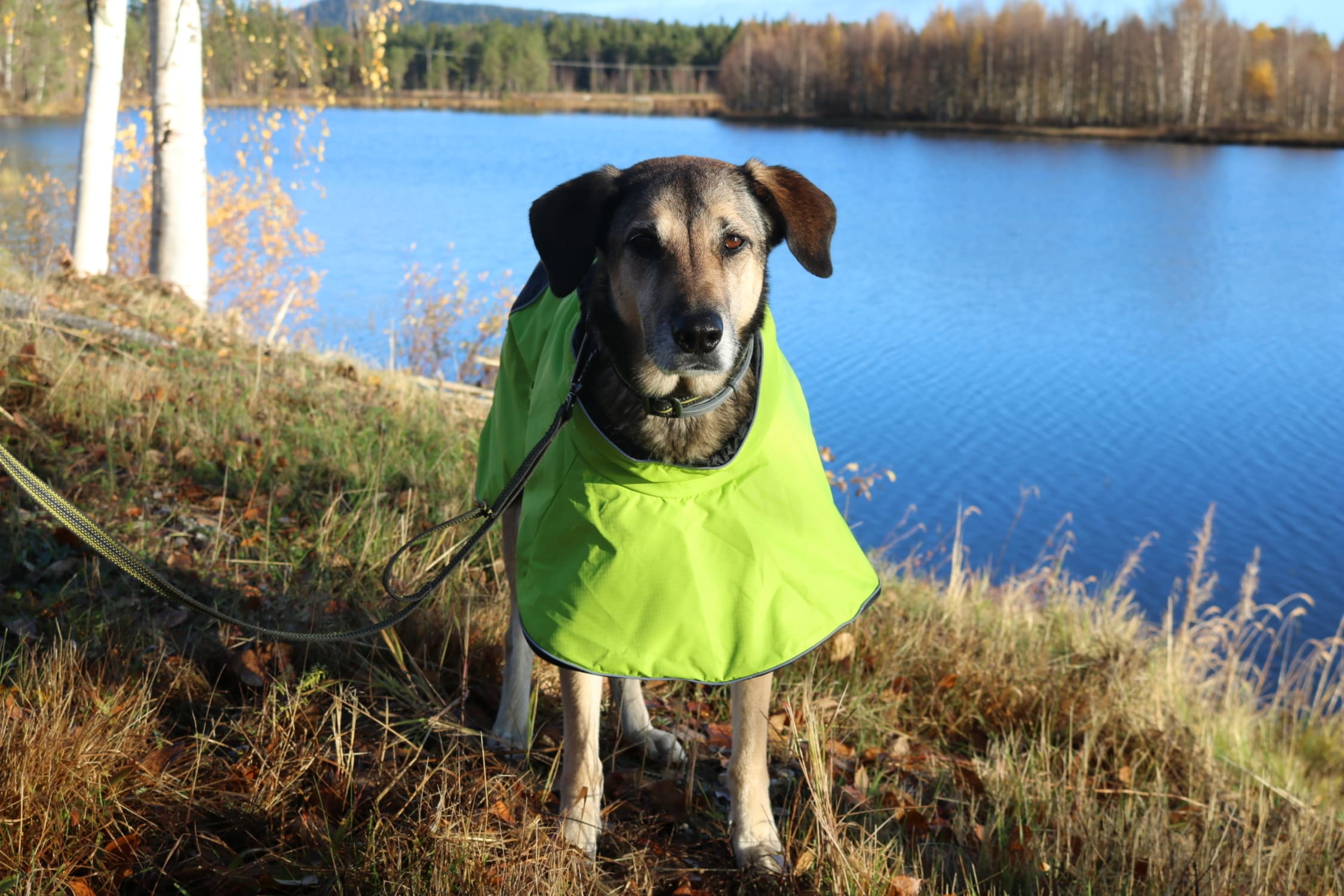 4 Season Dog Coat Axaeco