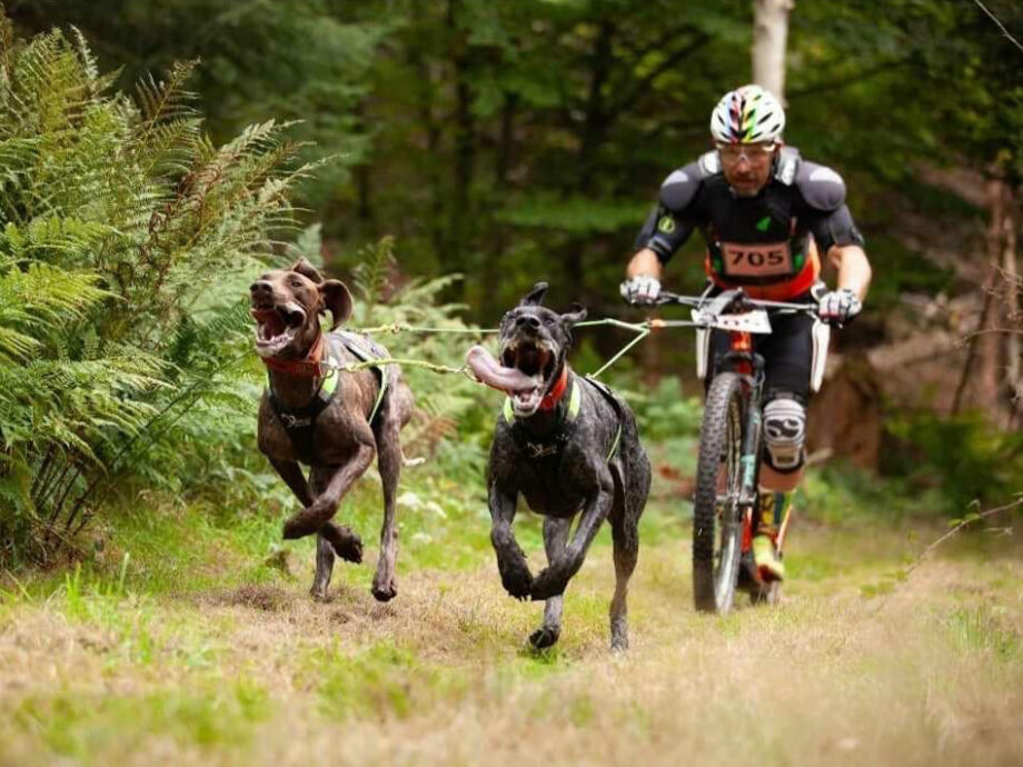 Man biking with two dogs using Harness X Run