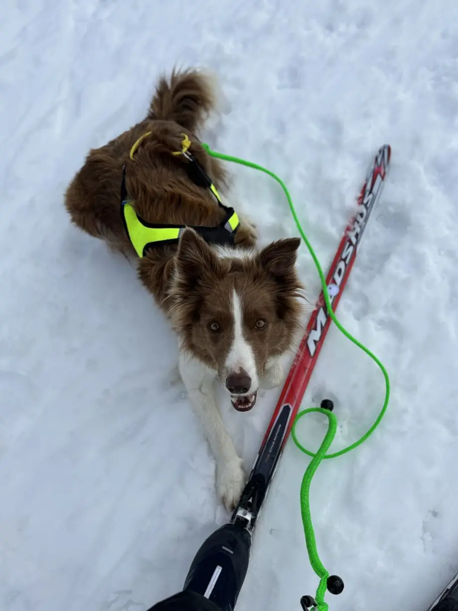 Skijöring mit Hund mit Geschirr X-Run - 02