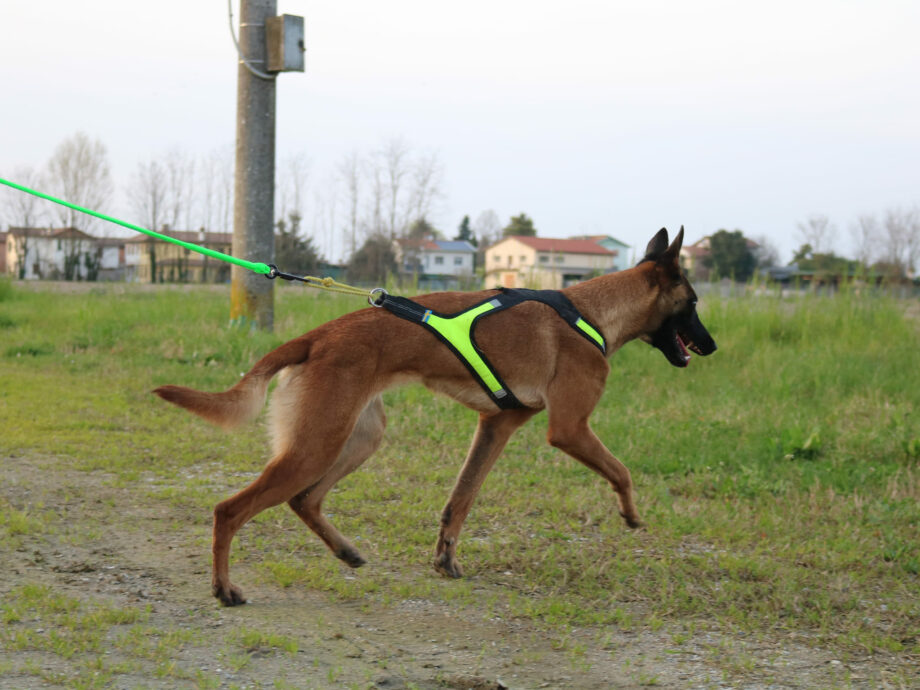Harness X Run with CaniX Line - 02
