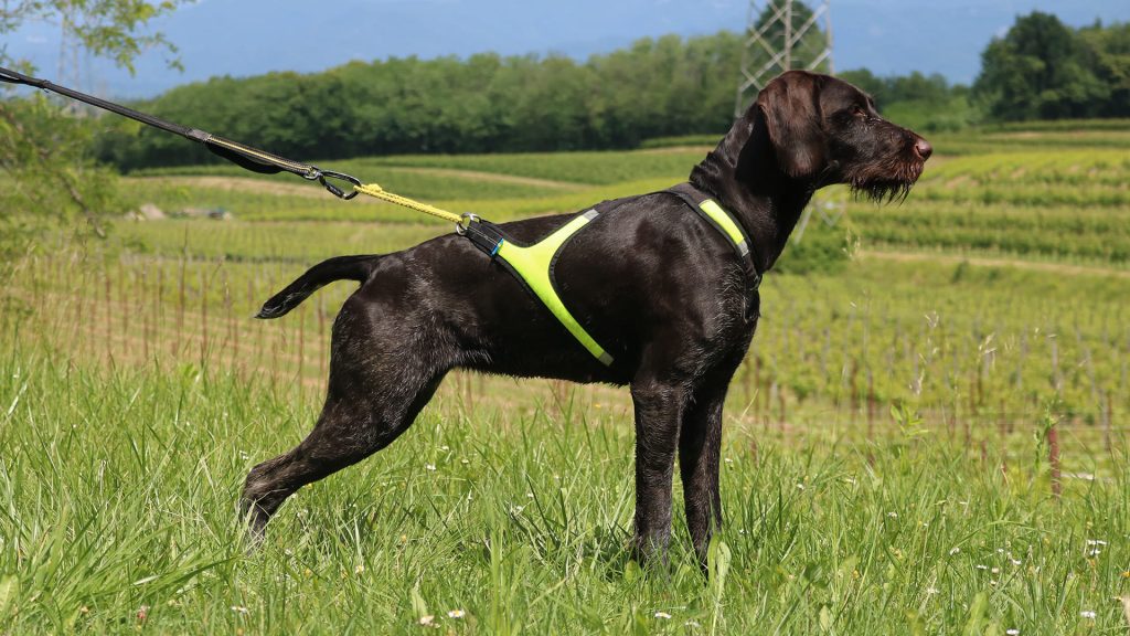 Harness X Run - Size M example