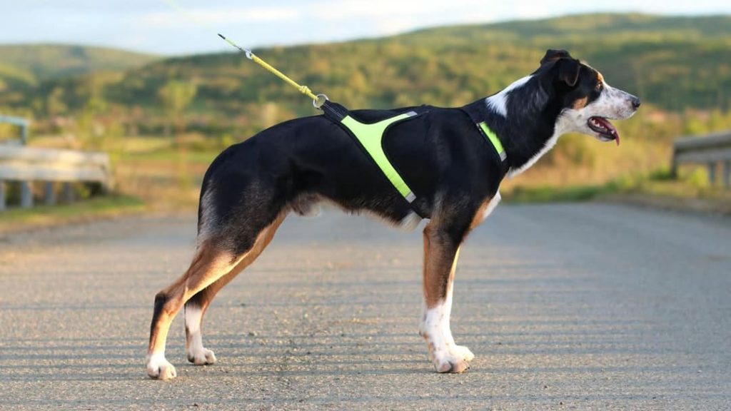 Harness X Run - Size S/M example