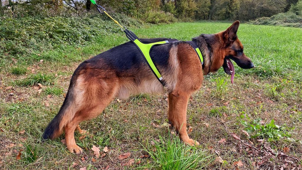 Harness X Run - Size XXL example