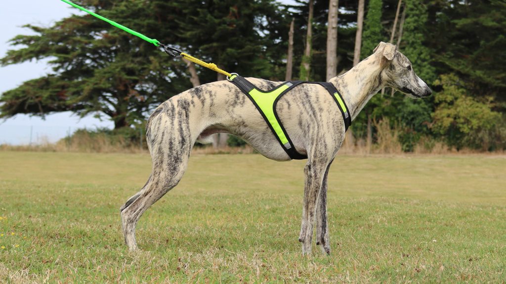 Harness X Run - Size XXS example
