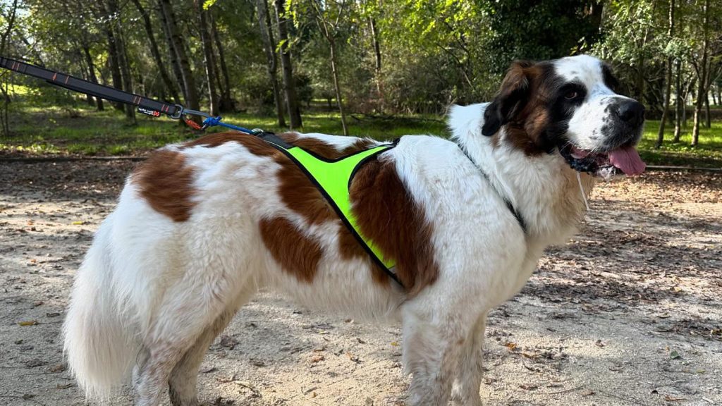 Harness X Run - Size XXXL example