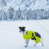 4 Season Collar with Dog Coat Ice-Olation