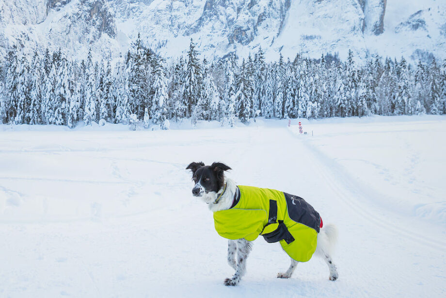 4 Season Collar with Dog Coat Ice-Olation