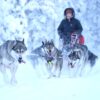Harness Scandinavia in action for sleddog - 06