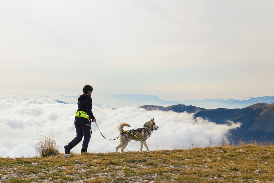 Explorer Gürtel in Aktion – Frau geht mit Hund in den Bergen spazieren