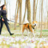 Explorer Gürtel in Aktion – Frau geht im Frühling mit Hund im Wald spazieren - 01