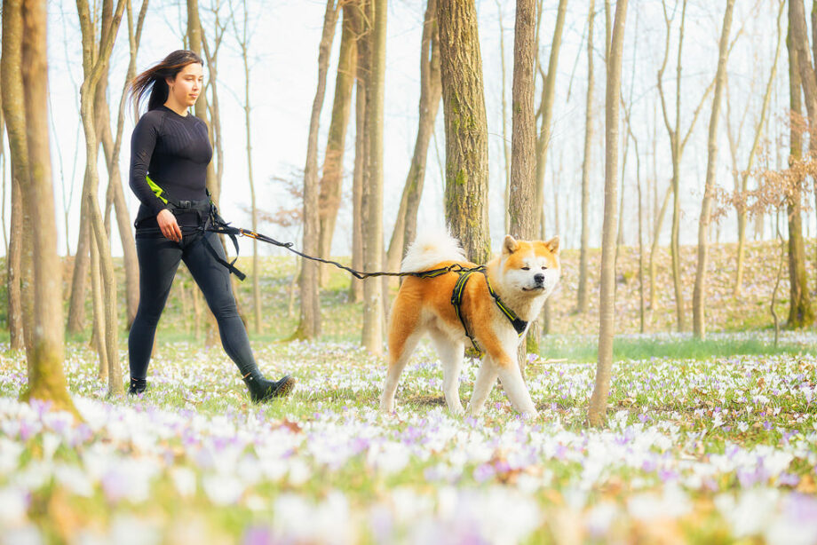 Explorer Gürtel in Aktion – Frau geht im Frühling mit Hund im Wald spazieren - 01
