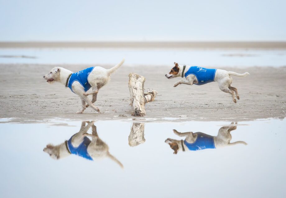 Am Strand laufende Hunde, die die All-Rounder Weste tragen