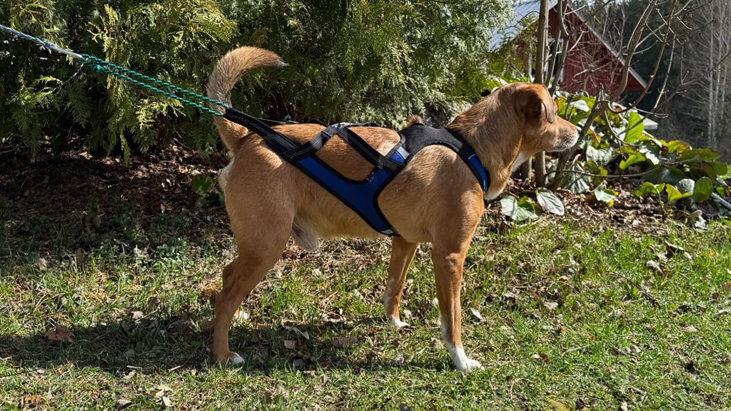 Harness X Shirt 2.0 - Size XS example