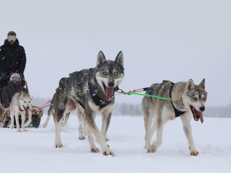 Sele X Shirt 2.0 för sleddog