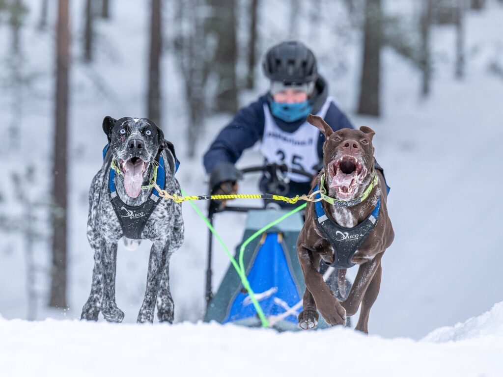 Rennschlitten mit Eurohounds im X-Shirt 2.0