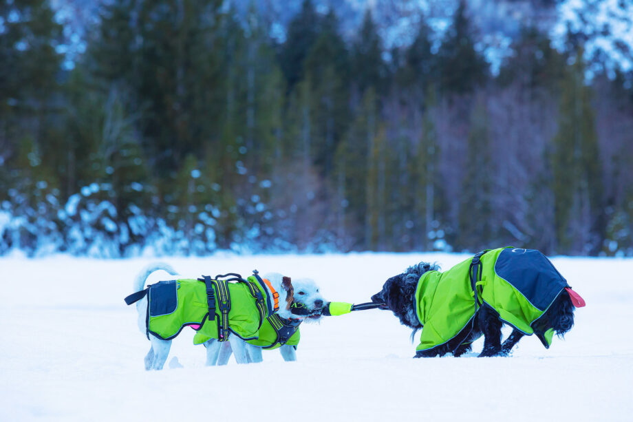Två hundar som leker med Pippen i snön
