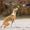 Hund som leker med Pippen vid en flod
