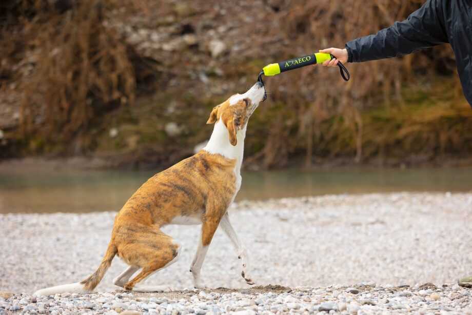Hund spielt mit Pippen an einem Fluss
