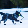 Hund som leker med Pippen i snön