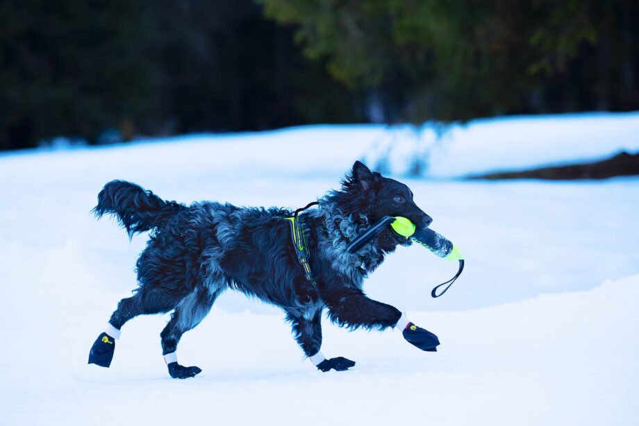 Hund spielt mit Pippen im Schnee
