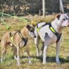 Standard Line 2 dogs with Harness X Run