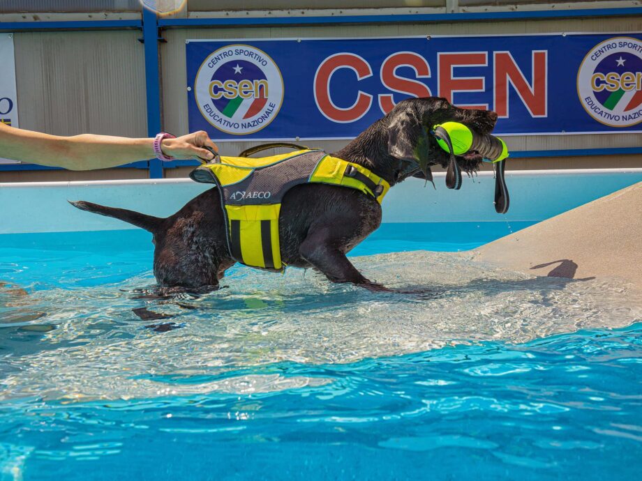 AQUA Schwimmweste benutzt mit Pippen