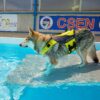 AQUA Schwimmweste am Hund