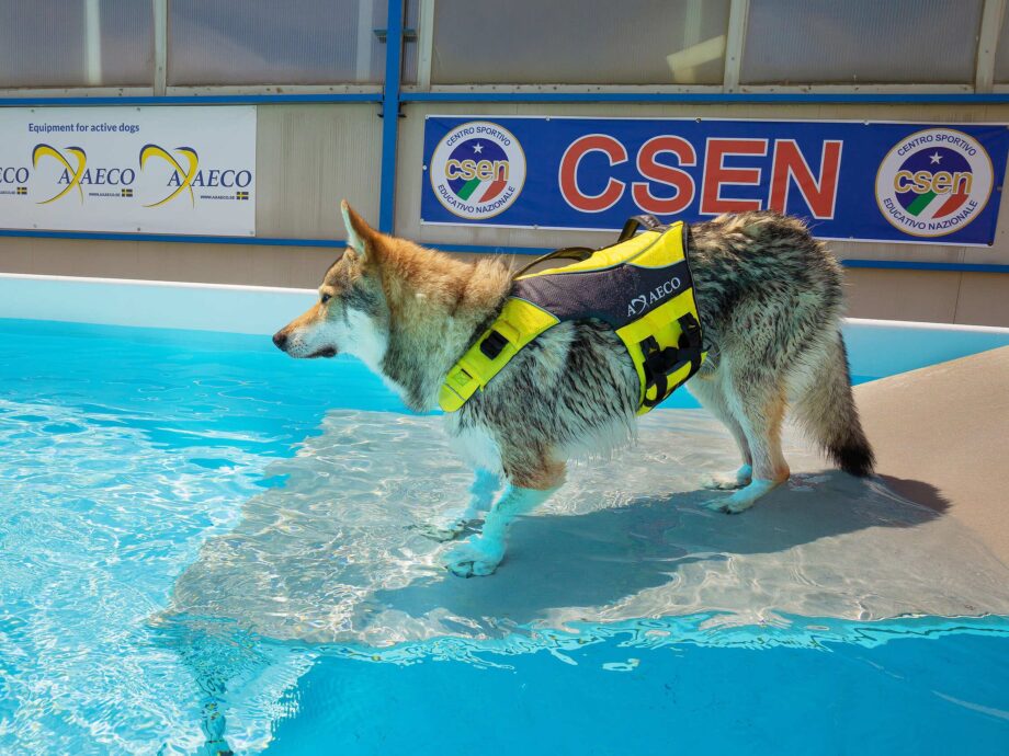 AQUA Giubbotto Salvagente indossato dal cane