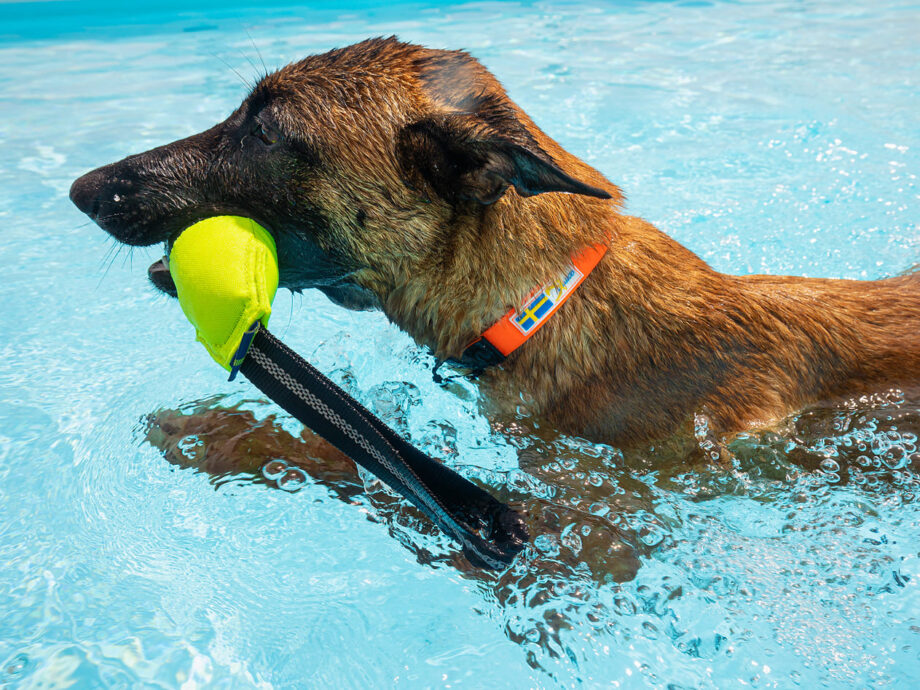 Cane che gioca in acqua con Pippen indossando il Collare Action