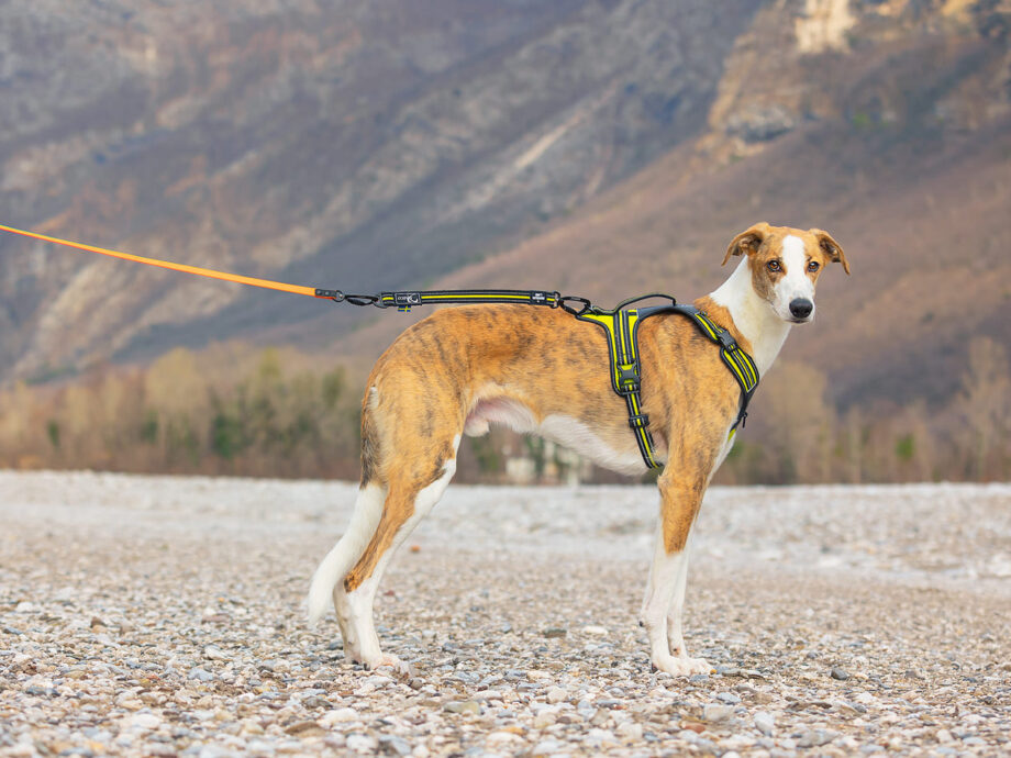 Guinzaglio Action con la pettorina 4 Season Power