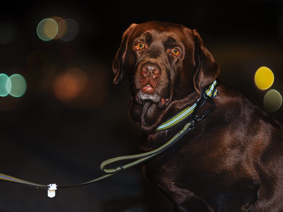 Grepp Halsband med Grepp Koppel och Reflex+