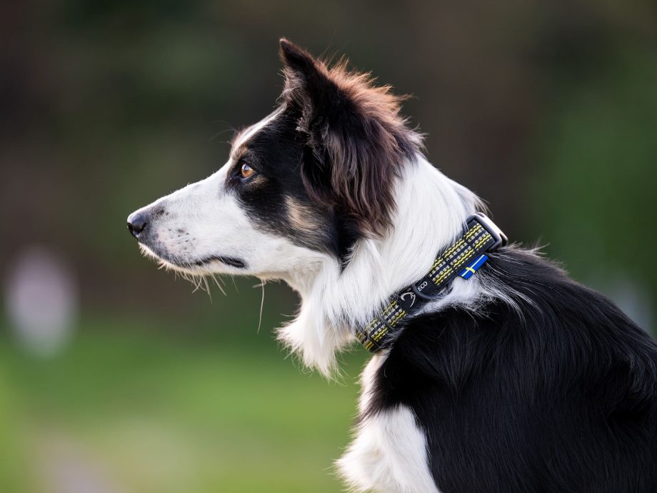 Grepp Halsband på hund