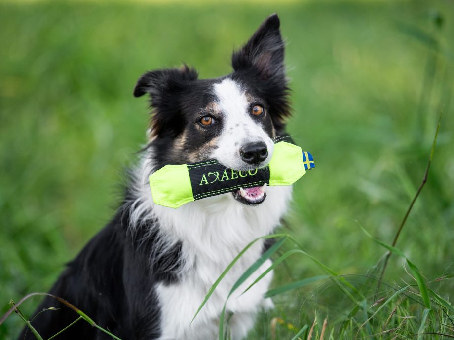 Gioco per cani Pippen Mini